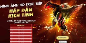 Ưu thế nổi bật chỉ có tại đá gà 789Bet